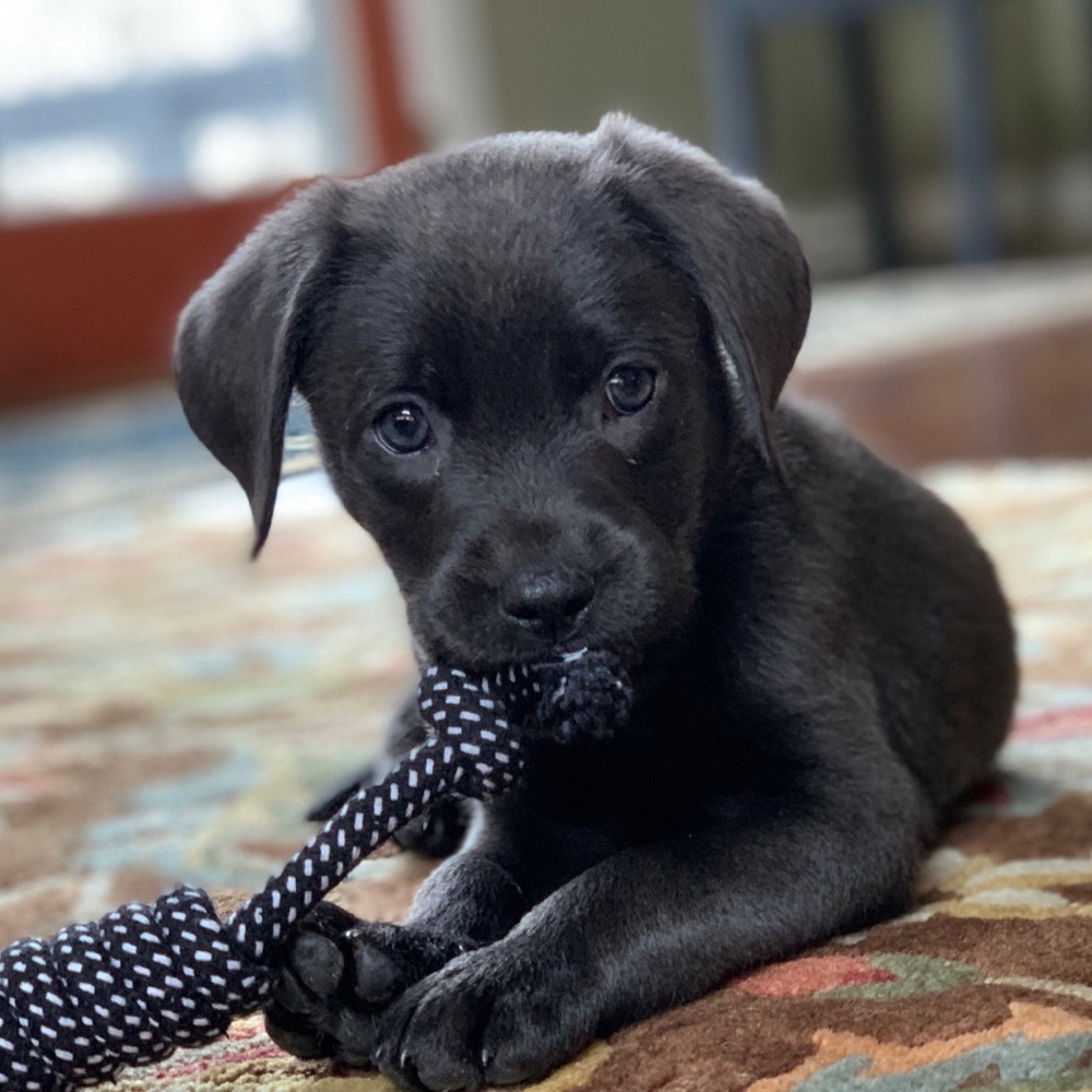 Meet your Posher, Carson
